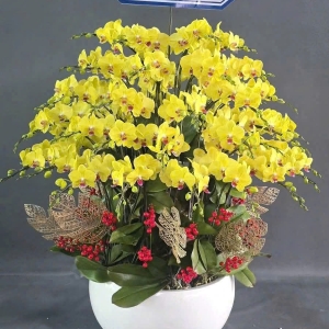 chuyen-cung-cap-lan-ho-diep-tai-hoc-mon-hoa-tuoi-quoc-bao-uy-tin-gia-tot