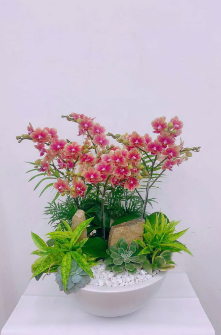 Mẫu Lan Hồ Điệp 2