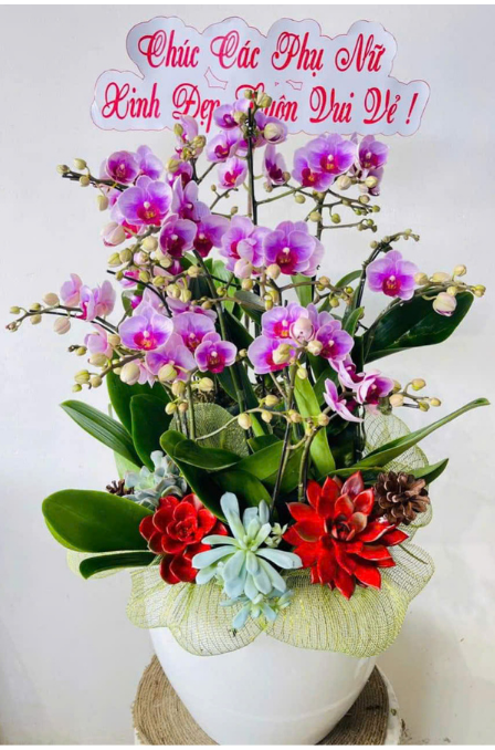 Mẫu Lan Hồ Điệp 3
