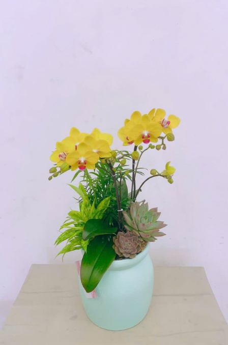 Mẫu Lan Hồ Điệp 5
