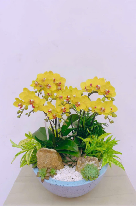 Mẫu Lan Hồ Điệp 6