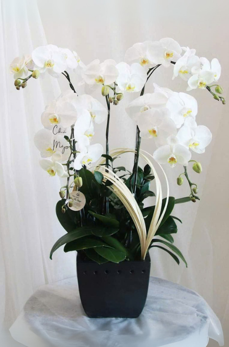 Mẫu Lan Hồ Điệp 8