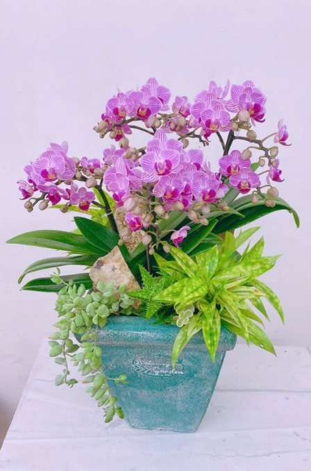Mẫu Lan Hồ Điệp 9
