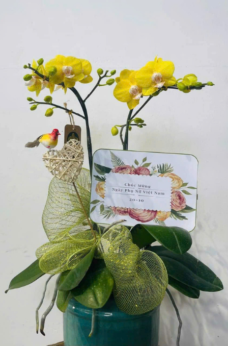 Mẫu Lan Hồ Điệp 10