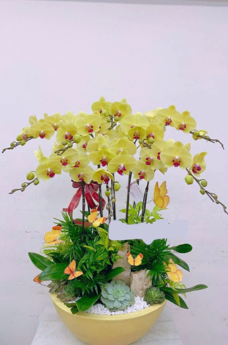 Mẫu Lan Hồ Điệp 11