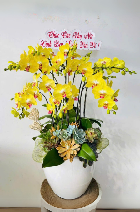 Mẫu Lan Hồ Điệp 12