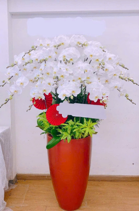 Mẫu Lan Hồ Điệp 13