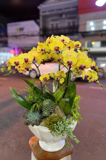 Mẫu Lan Hồ Điệp 14