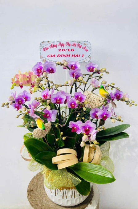 Mẫu Lan Hồ Điệp 15